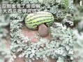 偷瓜吃的,夜幕下的偷瓜奇遇记