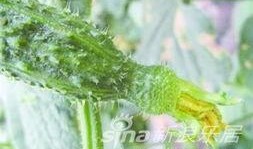 黄花吃瓜小组,揭秘网络热点的幕后故事