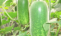 吃瓜大赛讲解词