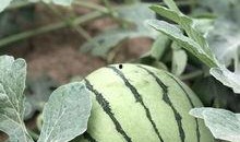 康县网红 吃瓜,揭秘网络热点的背后故事