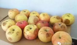 瘦的人吃葫芦瓜,轻盈生活新选择