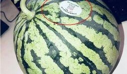 吃瓜福州网红,揭秘网络红人的魅力与争议