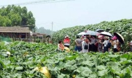 乡下舞台吃瓜,瓜香四溢的欢乐时光