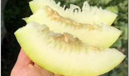 梦见婆婆吃瓜,婆婆吃瓜背后的寓意解析