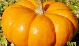 吃方瓜有坏处,揭秘潜在危害与注意事项”