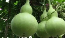 南工吃瓜,揭秘校园热点事件背后的真相