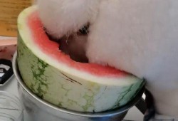 宠物吃瓜特效,萌态百出，特效满满！