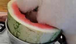 宠物吃瓜特效,萌态百出，特效满满！