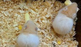 仓鼠可以吃八棱瓜,仓鼠的美食新宠