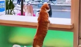 吃瓜吵架视频,网络口水战的背后真相