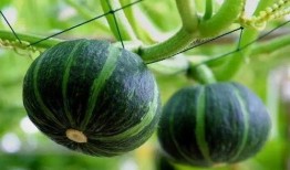 吃瓜q免费,免费畅享娱乐盛宴的秘诀大公开