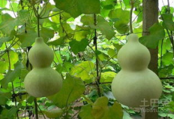 瘦的人吃葫芦瓜,轻盈生活新选择