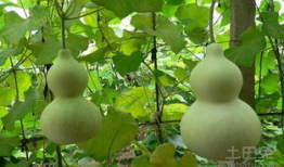 瘦的人吃葫芦瓜,轻盈生活新选择