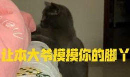 小猫吃瓜直播间,萌宠趣味，欢乐无限