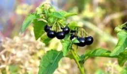 野瓜野果怎么吃,野瓜野果的多样食法探索