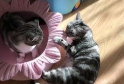 吃瓜喵儿,揭秘娱乐圈那些不为人知的幕后故事