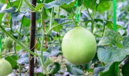 吃瓜嗓子齤,揭秘网络热词背后的趣味与内涵