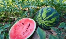 焦作 吃瓜,瓜果飘香，品味生活