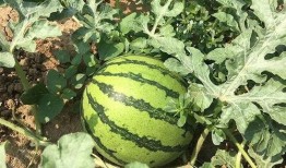 明新吃瓜,揭秘娱乐圈背后的那些事儿