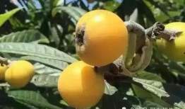 东山精密吃瓜,揭秘行业巨头背后的“吃瓜”故事