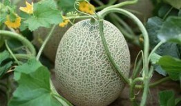 小儿发烧吃哈密瓜好不好,适宜还是禁忌？