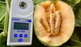 分享吃瓜合集,盘点年度热门吃瓜合集