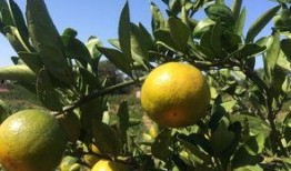 橘子吃瓜群众,吃瓜群众的趣味碰撞