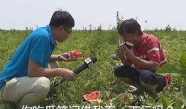 吃瓜在哪里免费吃,吃瓜达人必看！免费吃瓜攻略大公开