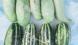 吃瓜中心吃最火的瓜,揭秘吃瓜中心最火爆的瓜
