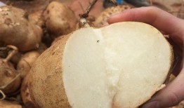 女人吃土瓜,女性食客的独特风味探索