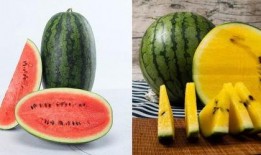 上春山吃瓜,夏日清凉美食之旅