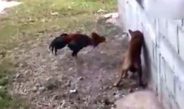 吃瓜侠机遇,揭秘娱乐圈幕后风云