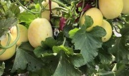 界首吃瓜小学生,揭秘校园里的“小侦探”