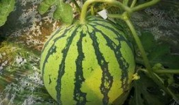 吃瓜群众吃到大瓜,吃瓜群众吃到大瓜，真相曝光！