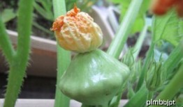 吃瓜花的种子,一场奇妙的植物之旅