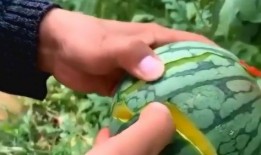 最近有什么色情吃瓜