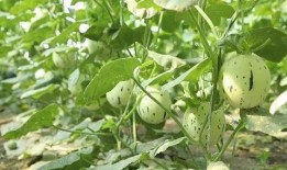 在瓜州吃瓜必须要买瓜吗,吃瓜必备，选购指南揭秘