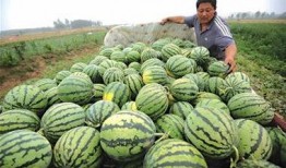 朝阳人民吃瓜,揭秘京城百姓的“吃瓜”日常