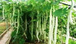 印度吃蛇瓜视频,挑战味蕾的蛇瓜盛宴