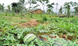 吃瓜社的作品,揭秘娱乐圈幕后真相，带你领略明星们的真实生活