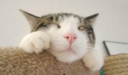 猫吃的瓜罐头,瓜罐头，猫咪的新宠