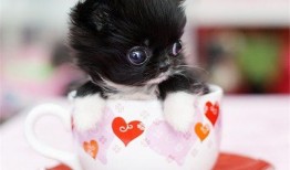 茶杯犬吃瓜,一场甜蜜的消暑盛宴