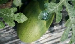 瓜林吃瓜,揭秘娱乐圈的甜蜜与苦涩