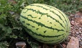 不用钱吃瓜,探索不用钱吃瓜的奇妙之旅