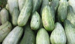 空腹吃酥瓜,美味与健康的完美邂逅