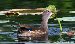 吃瓜撮合鸳鸯,鸳鸯戏水情意浓