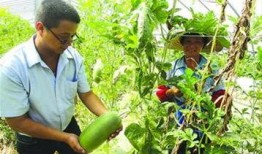 崇明崩瓜怎么吃,传统美食的多样吃法探索