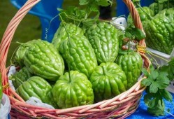 杜阮 吃凉瓜,夏日消暑，凉瓜美食之旅