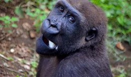 吃瓜大姐像猩猩,一场跨越物种的趣味对决