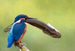 懒鸟吃瓜的意思,揭秘网络热议背后的轻松态度